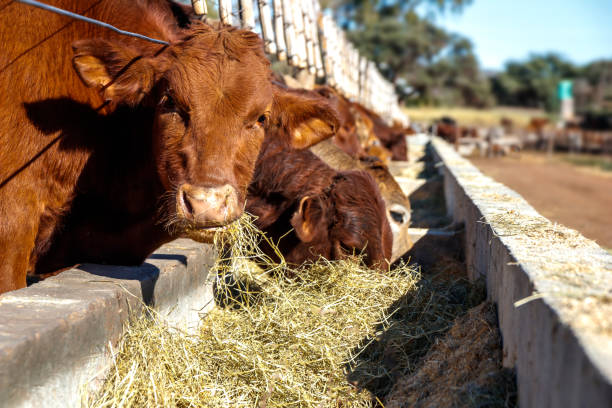 Nueva línea de créditos en kilos de novillo para impulsar la ganadería